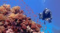 Man scuba diver admiring beautiful colorful tropical coral reef