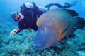 Man scuba diver and big Napoleon Wrasse fish swimming together near tropical coral reef