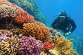 Man scuba diver checking beautiful colorful healthy coral reef with diversity of hard corals Royalty Free Stock Photo