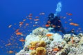 Man scuba diver near beautiful coral reef surrounded with shoal of red coral fish