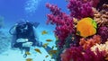 Man scuba diver near coral reef with beautiful purple soft corals and yellow butterfly fish