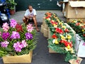 A man sells decorative plants and flowers and christmas decors in Dapitan Market