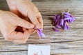 Man separates of stamens from a flower saffron