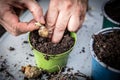 A man separates yacon rhizomes from the tuber