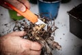 A man separates yacon rhizomes from the tuber