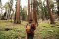 Man in Sequoia national park in California, USA Royalty Free Stock Photo