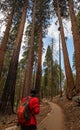 Man in Sequoia national park in California, USA Royalty Free Stock Photo