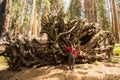 Man in Sequoia national park in California, USA Royalty Free Stock Photo