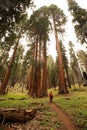 Man in Sequoia national park in California, USA Royalty Free Stock Photo