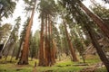 Man in Sequoia national park in California, USA Royalty Free Stock Photo