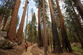 Man in Sequoia national park in California, USA Royalty Free Stock Photo