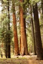 Man in Sequoia national park in California, USA Royalty Free Stock Photo