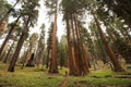 Man in Sequoia national park in California, USA Royalty Free Stock Photo
