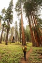 Man in Sequoia national park in California, USA Royalty Free Stock Photo