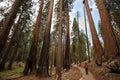 Man in Sequoia national park in California, USA Royalty Free Stock Photo