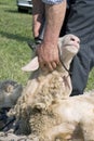 Man shearing sheep Royalty Free Stock Photo