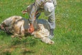 A man shearing sheep wool Royalty Free Stock Photo