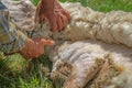 A man shearing sheep wool Royalty Free Stock Photo