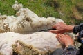 A man shearing sheep wool Royalty Free Stock Photo