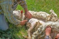 A man shearing sheep wool Royalty Free Stock Photo