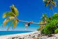 Man shirtless on the beach and climbs a coconut palm tree. Slim man vacation on paradise beach Royalty Free Stock Photo