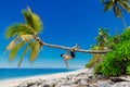 A man shirtless relaxing on tropical beach and climbs a coconut palm tree. Slim man vacation on paradise beach Royalty Free Stock Photo