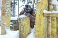 Man shooting from paintball gun behind log fortification Royalty Free Stock Photo