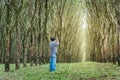 Man shooting in row of para rubber tree, Thailand Royalty Free Stock Photo
