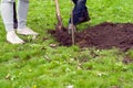 Man with a shovel digging a hole for planting a tree in the Park on the green grass lawn Royalty Free Stock Photo