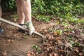 Fallen leave being shoveled up