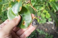 Man showing diseased pear leaf and fruit caused by fungus Gymnosporangium sabinae or called pear rust Royalty Free Stock Photo