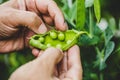 Man showing fresh sugar snaps or peas in the pod