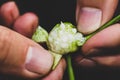 Man showing seeds of a garlic bulbil or bulblet Royalty Free Stock Photo