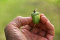 Man shows a green acorn in his hand Royalty Free Stock Photo