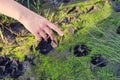 Man shows his hand on the footprints of wolf or a dog, close up Royalty Free Stock Photo