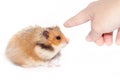 Man shows his index finger on the Syrian hamster. Royalty Free Stock Photo