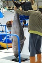 Man shows large tuna fish Royalty Free Stock Photo