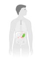 Man silhouette with highlighted cross section of stomach