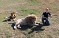 Man sits and gives thumbs up next to lions Royalty Free Stock Photo