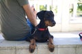 Man sitting in the park with his doberman puppy dog. The dog is looking attentively at something. Concept pets and animals