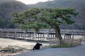 A man sitting on river bank in Kyoto, Japan Royalty Free Stock Photo