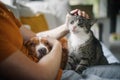 Pet owner stroking his old cat and dog together Royalty Free Stock Photo