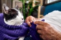 Man sitting on sofa knits a violet wool scarf with the knitting needles of ball of yarn, plays with his cat while knitting as part Royalty Free Stock Photo