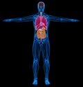 Man skeletal, muscles and internal organs diagram. X-ray Royalty Free Stock Photo