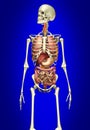 Man skeleton with internal organs Royalty Free Stock Photo