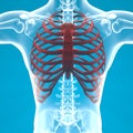 Man skeleton ribcage pain breathing