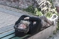 Man sleeping outside Royalty Free Stock Photo