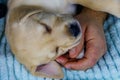 Man sleeping with small labrador retriever puppy in bed at home. Concept of friendship, trust, love between the person and a dog Royalty Free Stock Photo