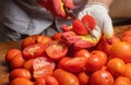 a man slices tomatoes