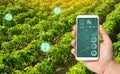 A man with a smartphone analyzes the state of the crop on the field. Farming and agriculture. Cultivation, harvesting. farmland